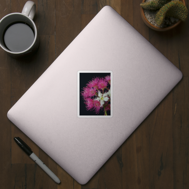 Brushbox Framed by Corymbia Ficifolia by Michaelm43